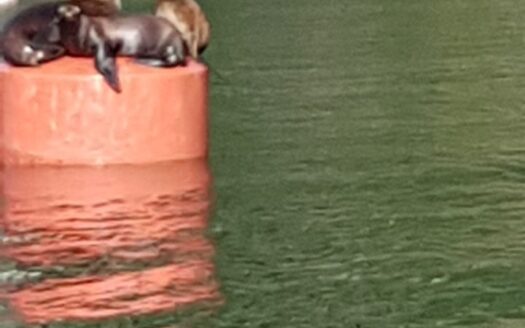 Reserva Natural en Cochamo