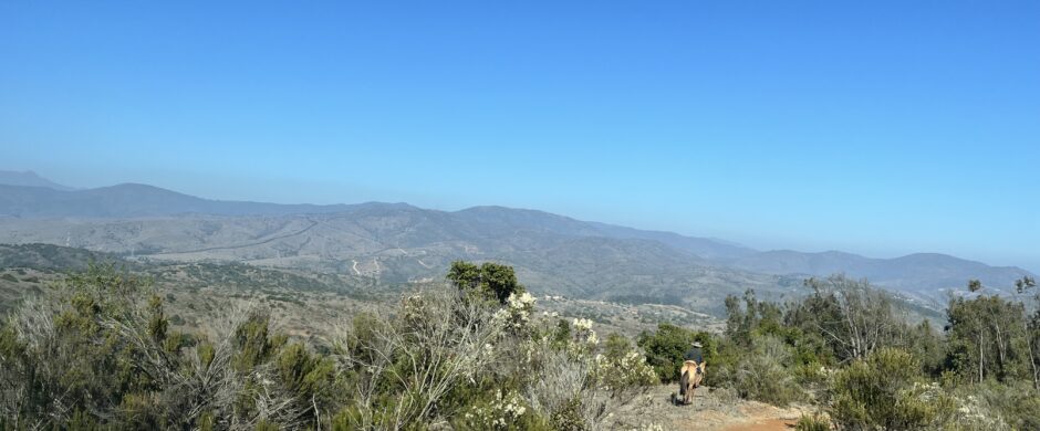 Campo en Cachagua.
